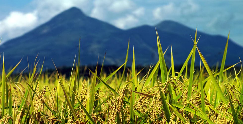 食味日本一に輝くふくしまの米!是非、ご賞味ください - ふくしま市場|福島県産品オンラインストア