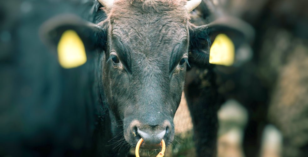 ふくしま市場おススメの福島牛 - ふくしま市場|福島県産品オンラインストア