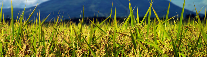 米 | ふくしま市場|福島県産品オンラインストア