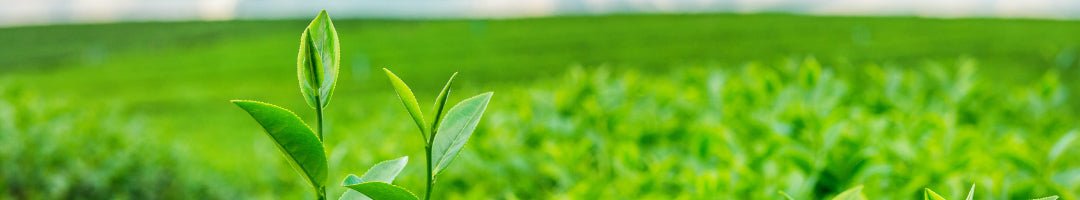 お茶 | ふくしま市場|福島県産品オンラインストア