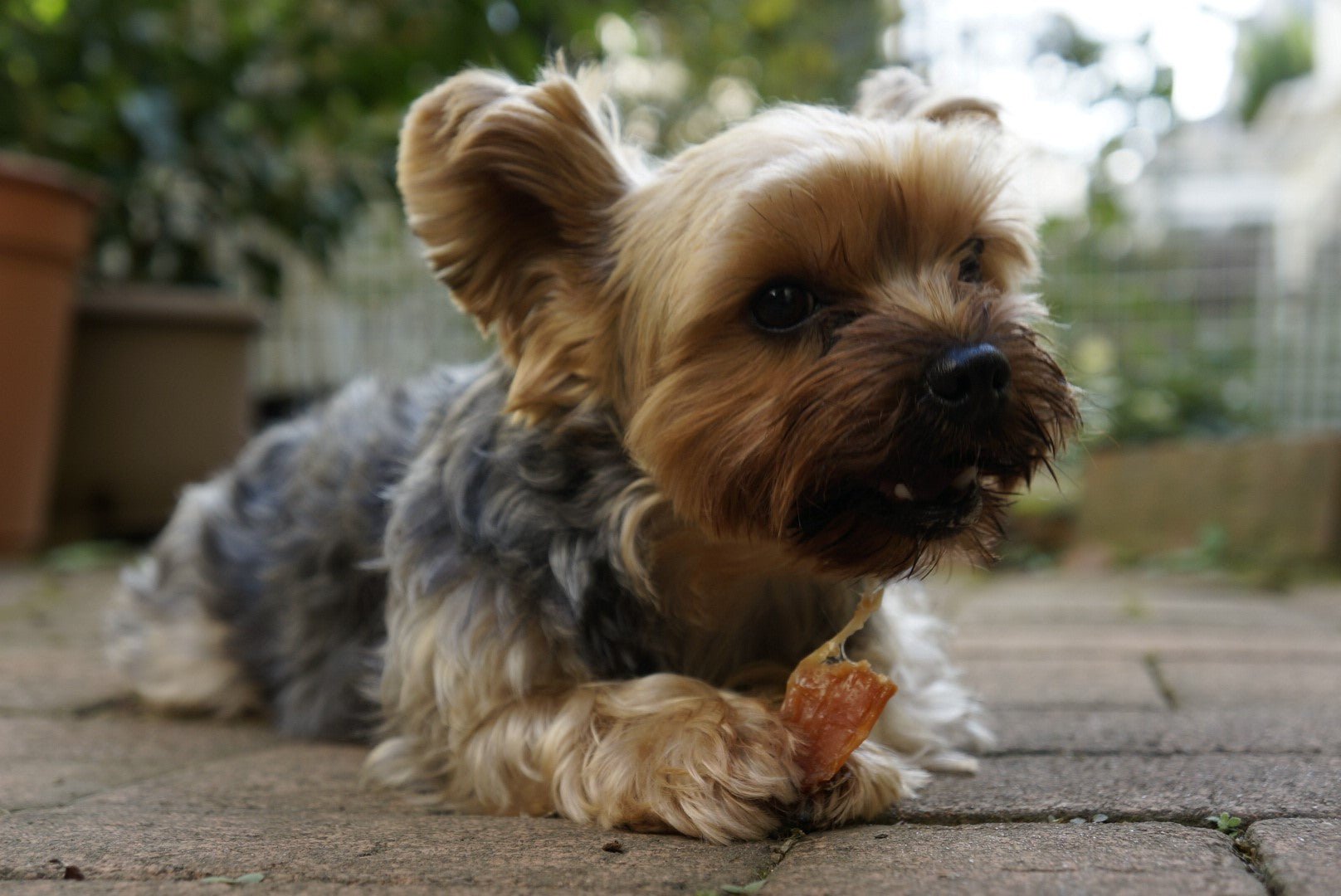 ペット用品 | ふくしま市場|福島県産品オンラインストア