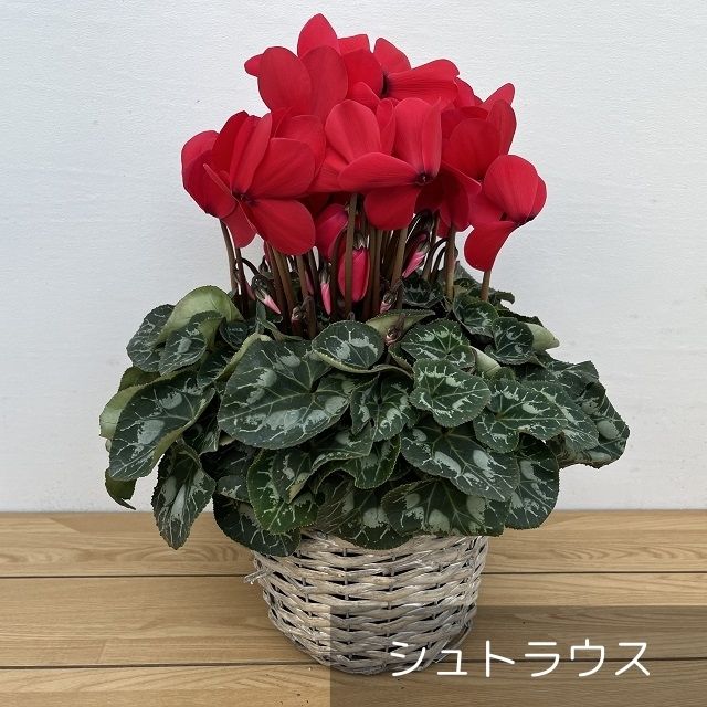 【予約受付:12月上旬発送開始】 シクラメン 5号(お届け日ご指定不可) - ふくしま市場|福島県産品オンラインストア