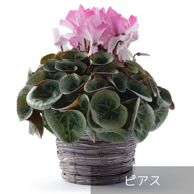 【予約受付:12月上旬発送開始】 シクラメン 5号(お届け日ご指定不可) - ふくしま市場|福島県産品オンラインストア