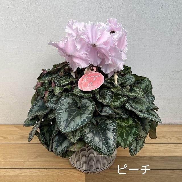 【予約受付:12月上旬発送開始】 シクラメン 5号(お届け日ご指定不可) - ふくしま市場|福島県産品オンラインストア