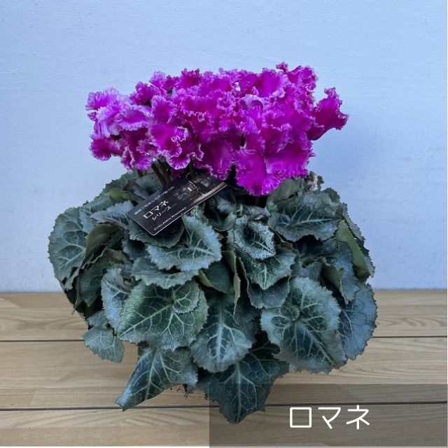 【予約受付:12月上旬発送開始】 シクラメン 5号(お届け日ご指定不可) - ふくしま市場|福島県産品オンラインストア