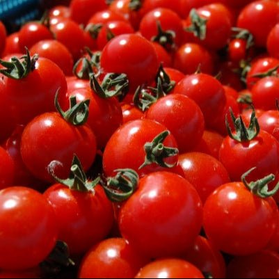 【入荷待ち】清流ノ暁(せいりゅうのあかつき) ミニトマト 1kg - ふくしま市場|福島県産品オンラインストア