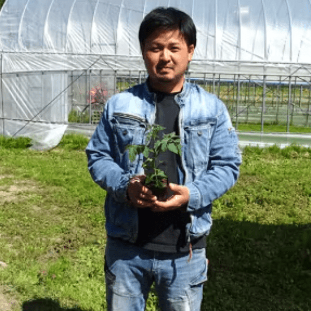 【入荷待ち】清流ノ暁(せいりゅうのあかつき) ミニトマト 1kg - ふくしま市場|福島県産品オンラインストア