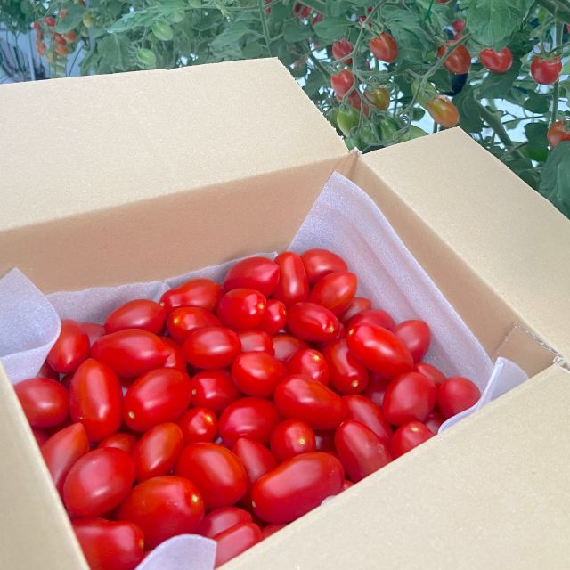 【田村市】美甘(みあま)トマト 1kg/1.8kg - ふくしま市場|福島県産品オンラインストア