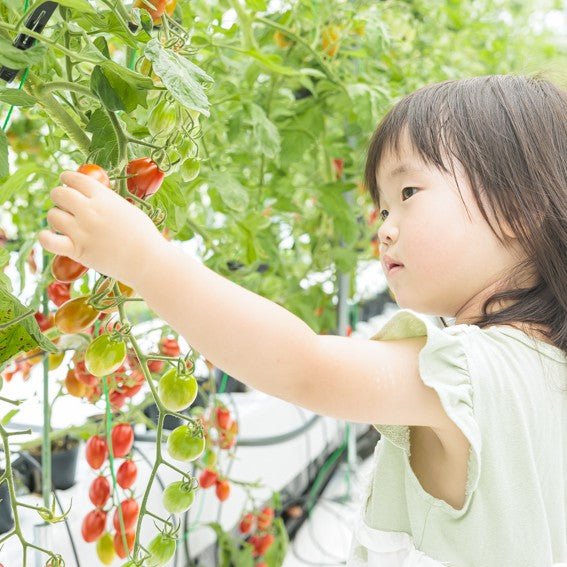 【田村市】美甘(みあま)トマト 1kg/1.8kg - ふくしま市場|福島県産品オンラインストア