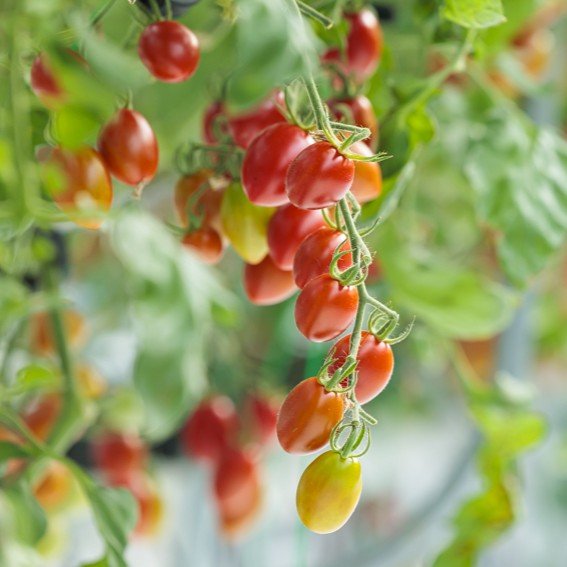 【田村市】美甘(みあま)トマト 1kg/1.8kg - ふくしま市場|福島県産品オンラインストア