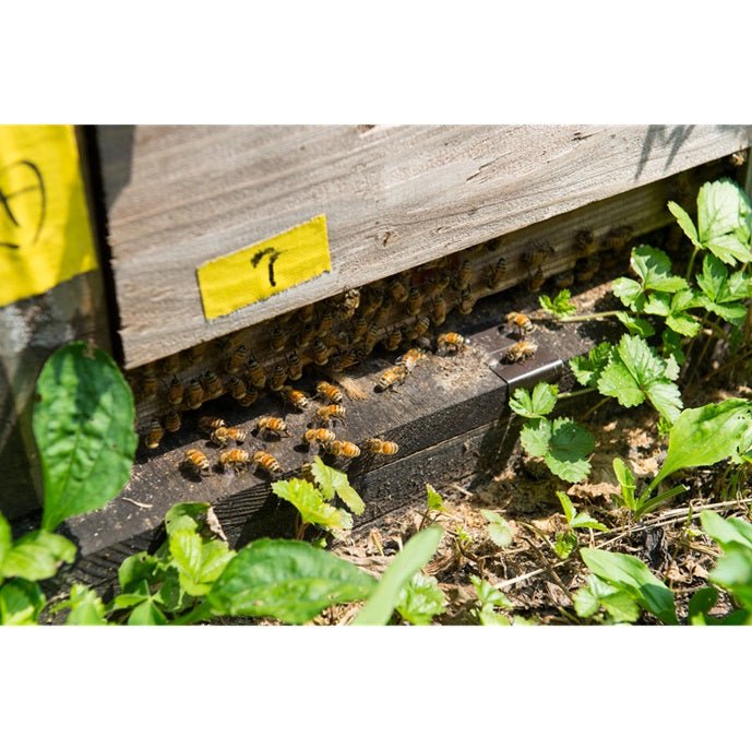 国産天然蜂蜜2本セット 各220g - ふくしま市場|福島県産品オンラインストア