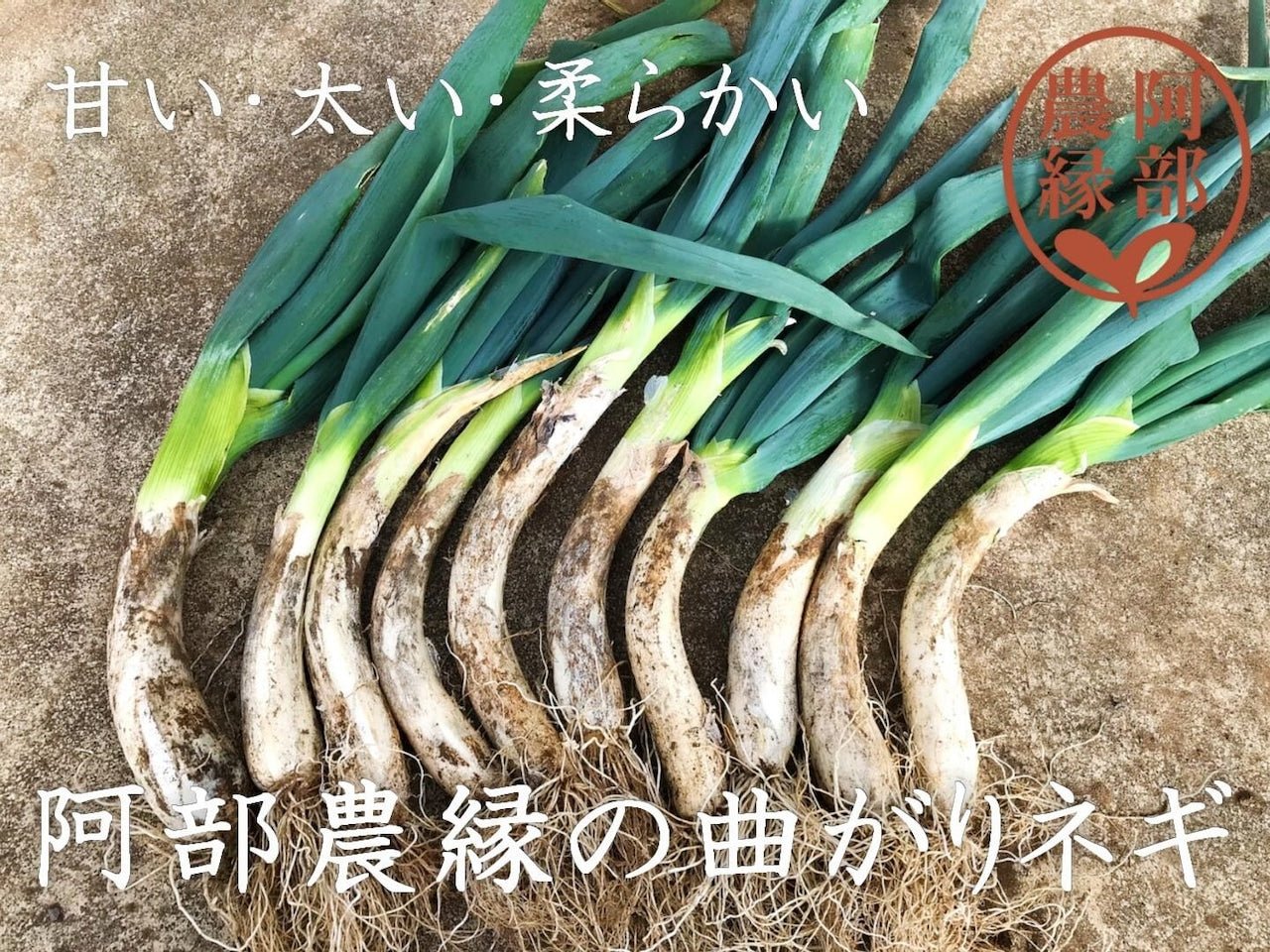 【予約商品】須賀川伝統野菜 曲がりネギ 20本 - ふくしま市場|福島県産品オンラインストア