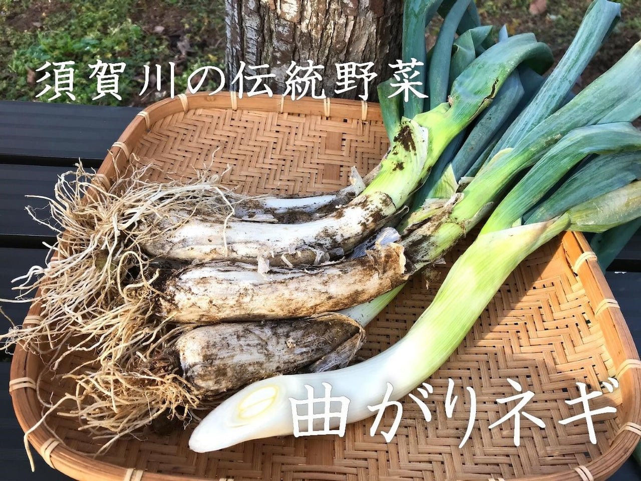 【予約商品】須賀川伝統野菜 曲がりネギ 40本 - ふくしま市場|福島県産品オンラインストア