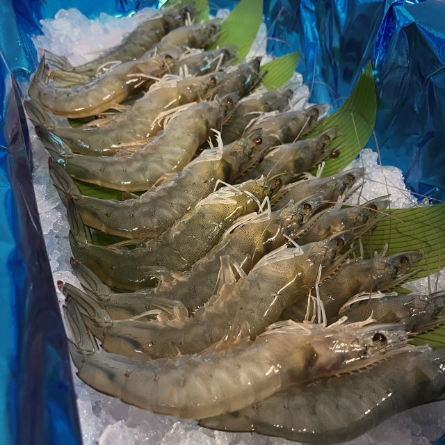 ハネルエビ 20尾【レシピブック付】(予約販売・10月31日発送)