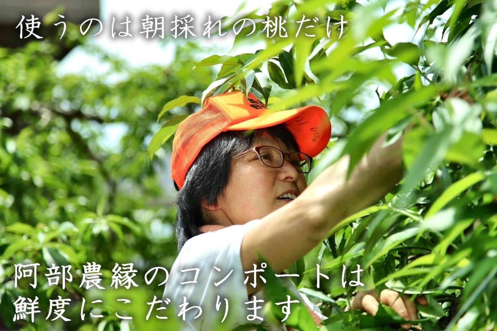 果樹園の完熟桃のコンポート 食べ比べ6本セット - ふくしま市場|福島県産品オンラインストア