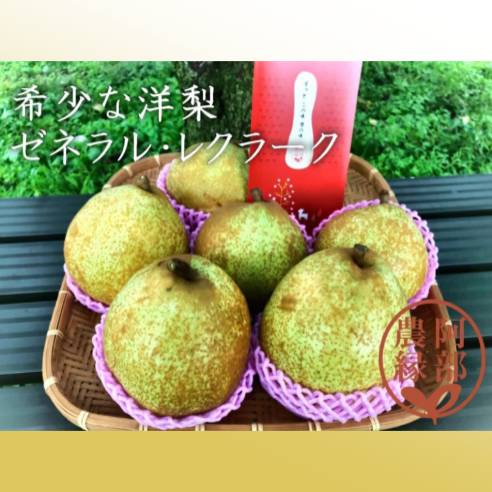 阿部農縁 福島県産ゼネラル・レクラーク 【配送日指定不可・10月中旬から下旬発送】