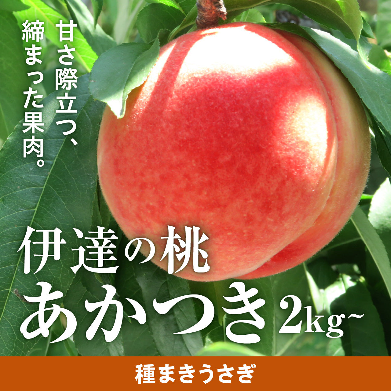 今季完売】伊達の桃 あかつき 2kg/3kg（7月下旬頃～順次お届け）