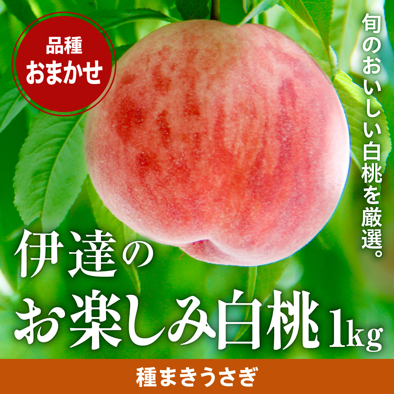 伊達のお楽しみ白桃〈品種指定不可〉 1kg(7月上旬から順次発送)