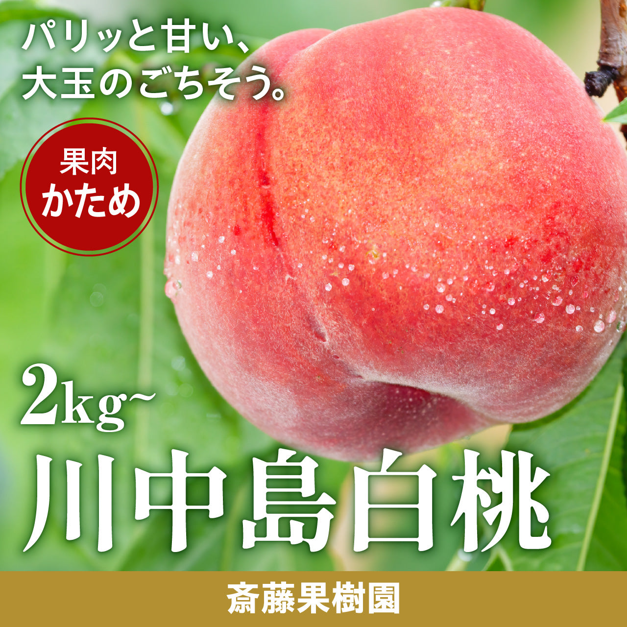 斎藤果樹園 川中島白桃【8月中旬~発送/配送日指定・熨斗掛け不可】