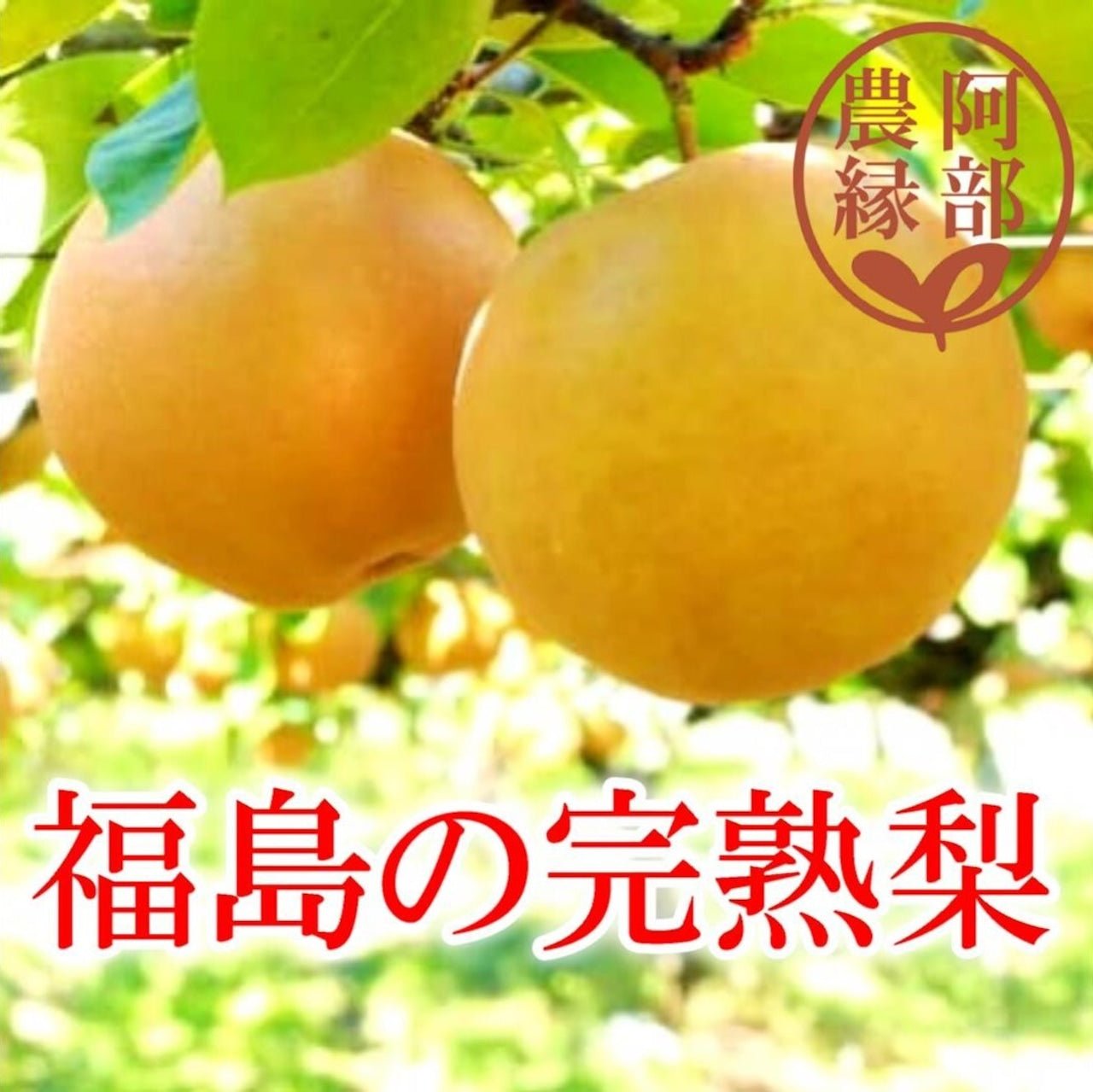 【今季完売】「阿部農縁の完熟梨【配送日指定不可】 - ふくしま市場|福島県産品オンラインストア