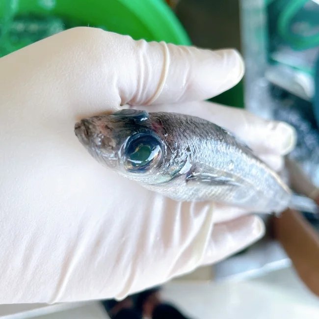 【魚屋の娘厳選】いわき産 メヒカリの丸干し - ふくしま市場|福島県産品オンラインストア