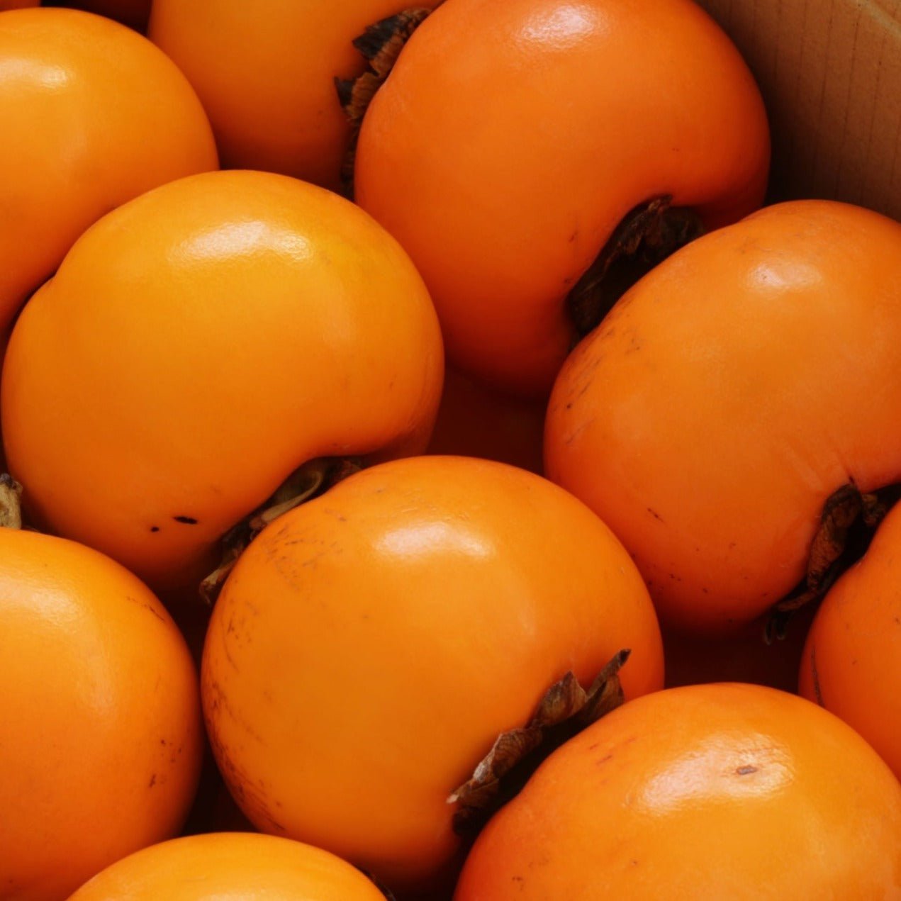 【11月中旬頃~順次発送予定】会津みしらず柿(小) - ふくしま市場|福島県産品オンラインストア