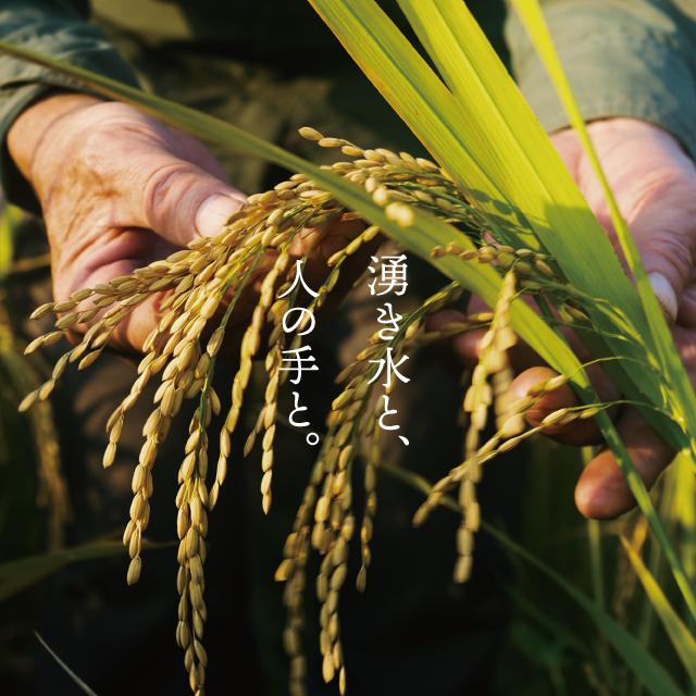 天栄米ゆうだい21 5kg - ふくしま市場|福島県産品オンラインストア