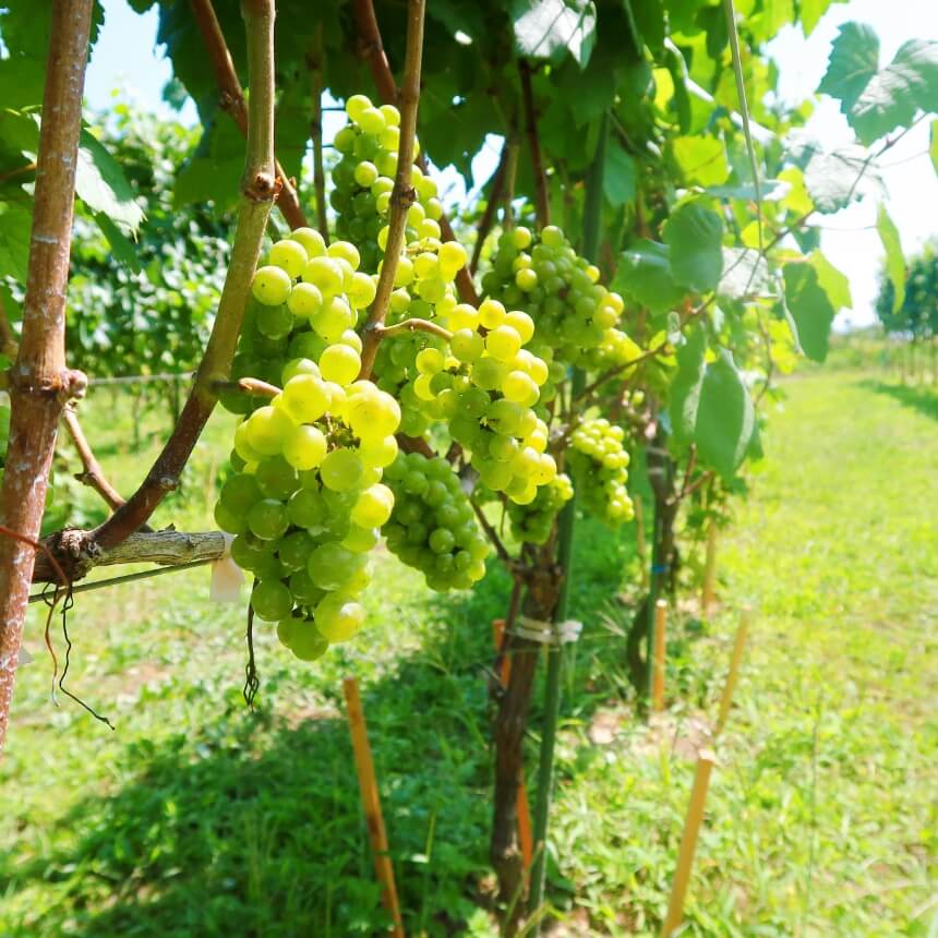 富岡ワイン葡萄苗木オーナー(苗木3本、富岡産葡萄を使用したワイン3本) - ふくしま市場|福島県産品オンラインストア