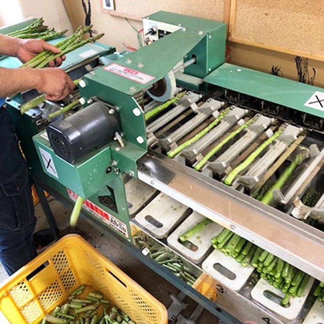 【予約受付】南会津産!朝採り・春アスパラ【4月中旬~順次発送スタート】 - ふくしま市場|福島県産品オンラインストア