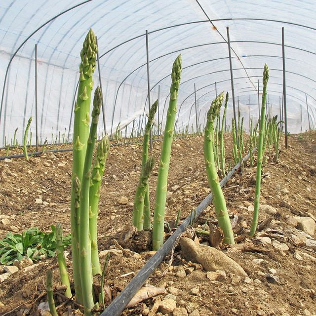 【予約受付】南会津産!朝採り・春アスパラ【4月中旬~順次発送スタート】 - ふくしま市場|福島県産品オンラインストア