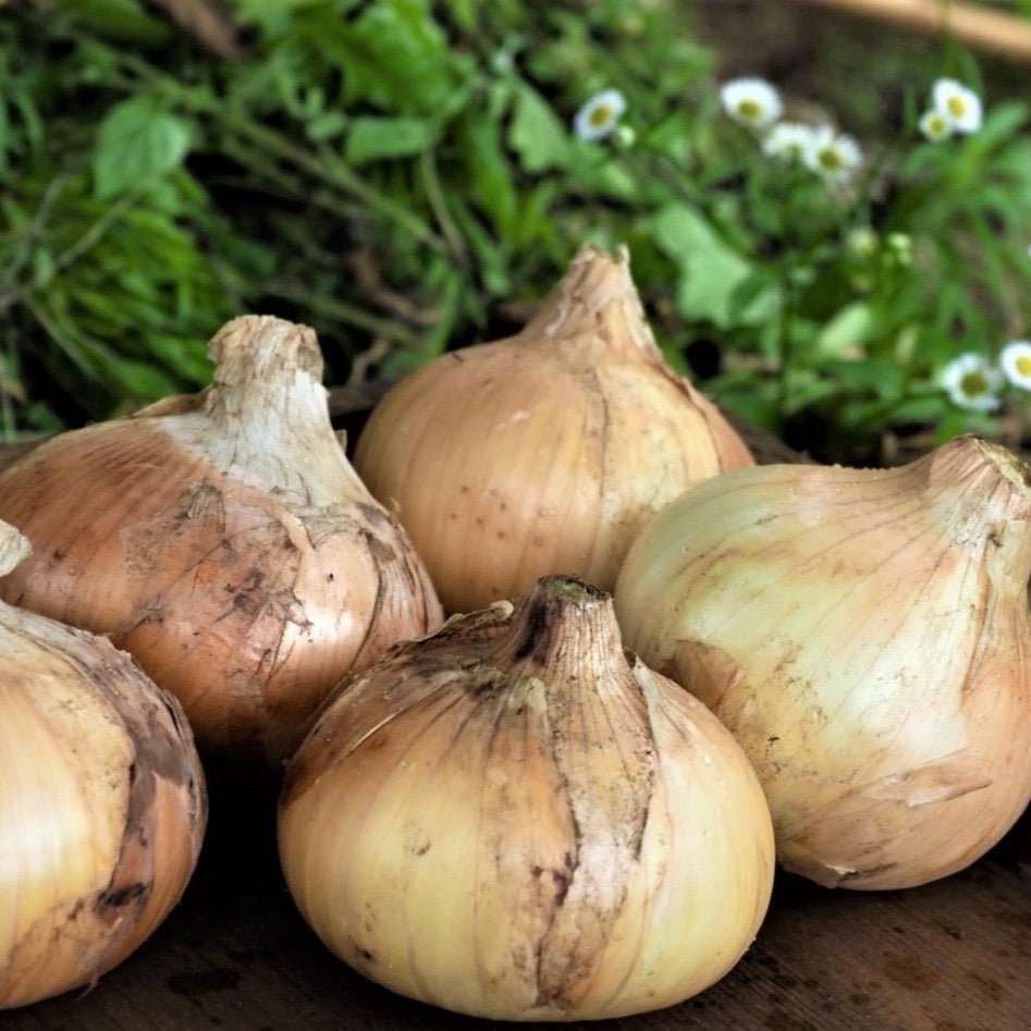 【期間・数量限定 会津野菜】慶徳たまねぎ【6月中旬~発送】 - ふくしま市場|福島県産品オンラインストア