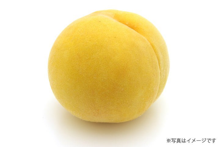 【予約受付中】斎藤果樹園の黄金桃 【8月下旬~9月初旬発送】 - ふくしま市場|福島県産品オンラインストア