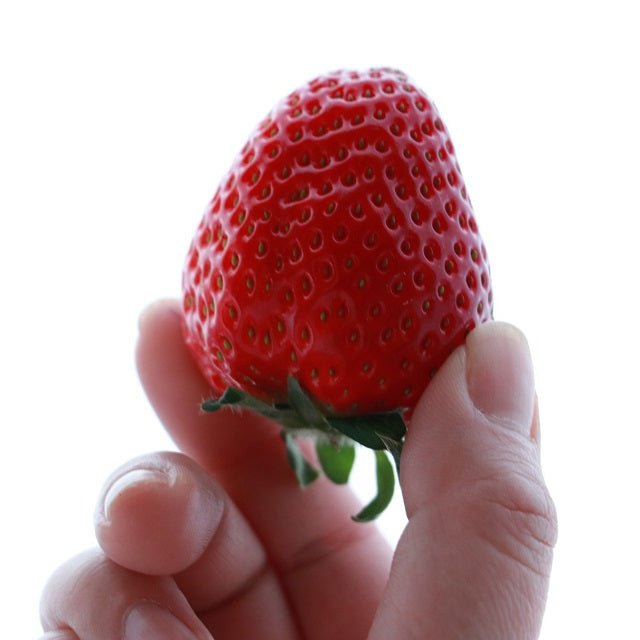 【期間限定】玉川村産おいCベリー - ふくしま市場|福島県産品オンラインストア