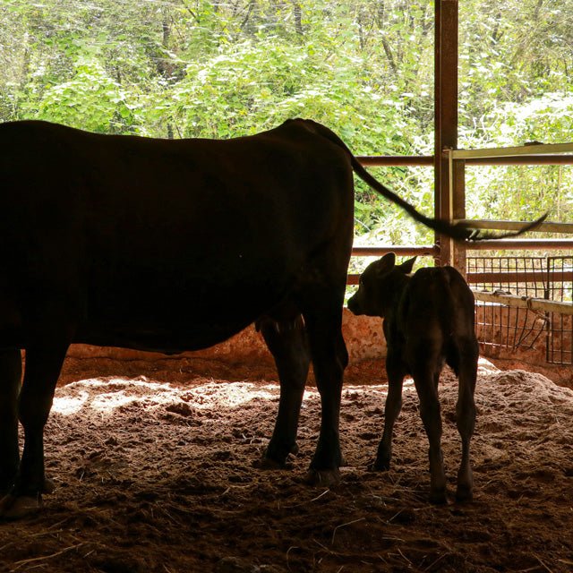 二本松生体熟成和牛フィレステーキ - ふくしま市場|福島県産品オンラインストア