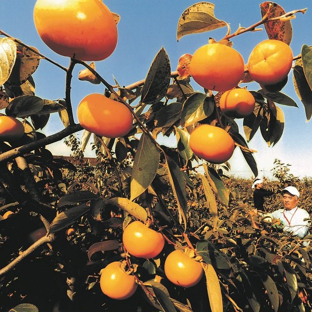 会津みしらず柿 吉美人 - ふくしま市場|福島県産品オンラインストア