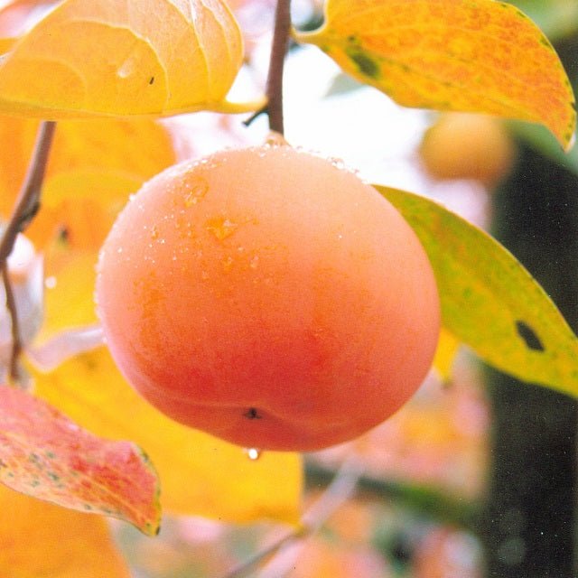 会津みしらず柿 吉美人 - ふくしま市場|福島県産品オンラインストア