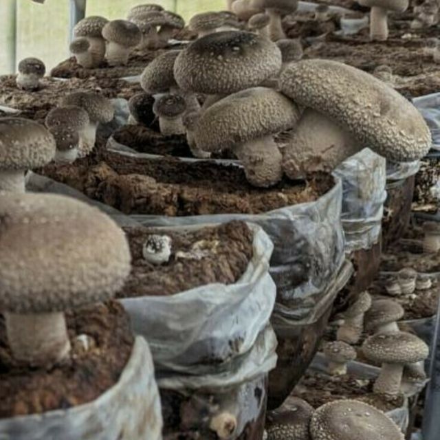 ジャンボしいたけ5個入り【ふくしまそのまままーけっと】 - ふくしま市場｜福島県産品オンラインストア