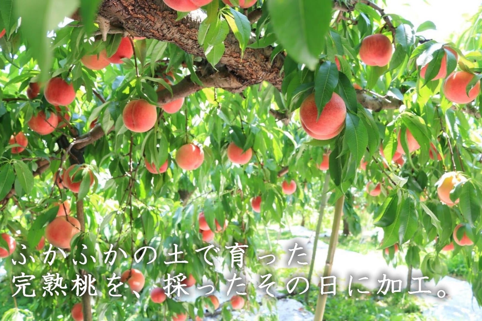 果樹園の完熟桃のコンポート