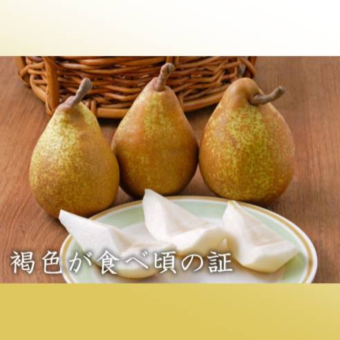 阿部農縁　福島県産ゼネラル・レクラーク　【配送日指定不可・10月中旬から下旬発送】