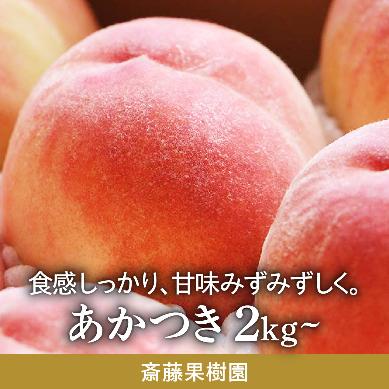 斎藤果樹園のあかつき【のし不可／日時指定不可・7月下旬～発送】