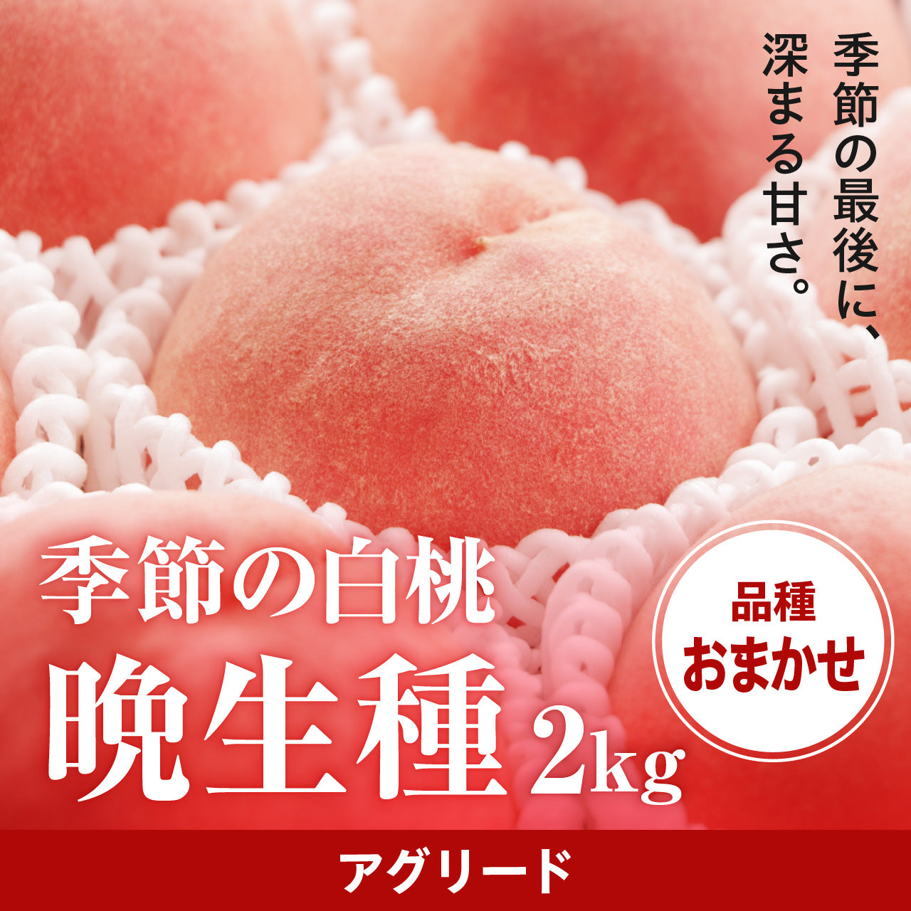 7月上旬より順次発送】白桃 1㎏〈品種指定不可〉