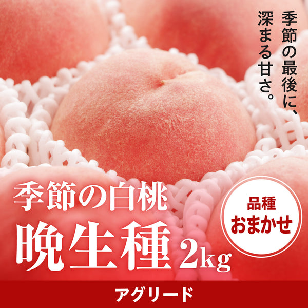 季節の白桃 晩生種2kg【8月下旬以降発送・日時指定不可】