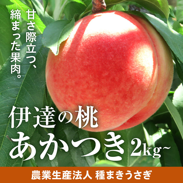 【予約受付】伊達の桃 あかつき 2kg/3kg（7月下旬頃～順次お届け）