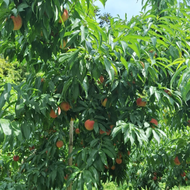 【カリカリ桃】阿部農縁の桃 おどろき 2kg【配送日指定不可・8月中旬～下旬】