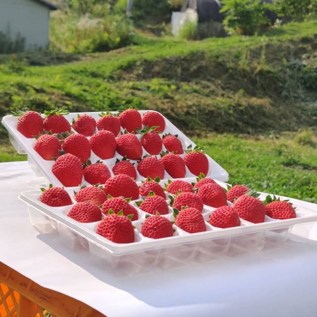 【田村市】夏いちご「夏のしずく」（お届け日のご指定・のし不可）