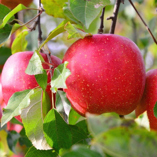 【専用枠】はむはむりんご商事様 product-