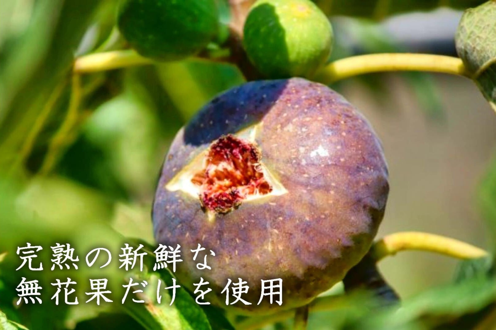 果樹園の完熟イチジクコンポート