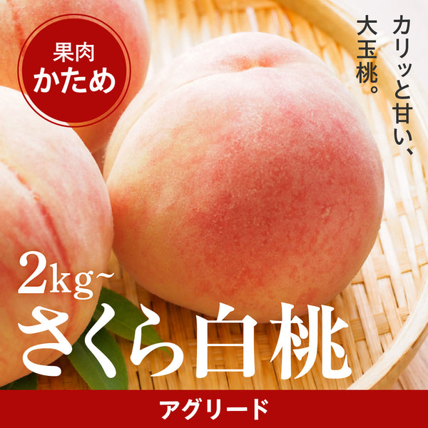 木村さんたちの桃 さくら白桃【9月中旬 発送】