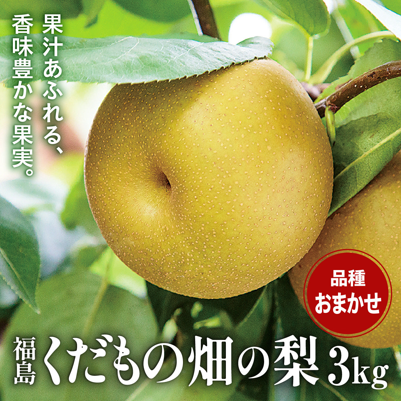 【予約受付】福島くだもの畑の梨（中箱）【8月下旬～9月下旬お届け】